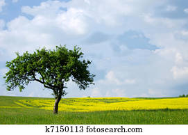 árvore, em, a, gramado