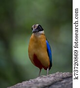 Blue-winged Pitta(Moluccan Pitta) on stone in park of Thailand.