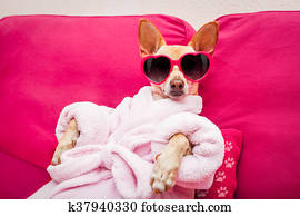 dog spa wellness dog spa wellness