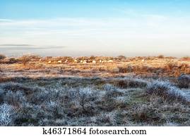Nature Backgrounds, Dutch Coastal Feature at Winter