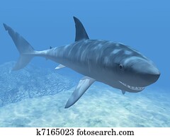 Shark Shark