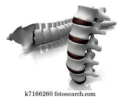 Spine Spine