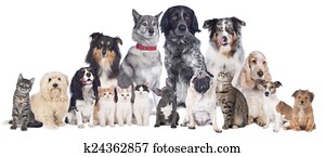 Big group of pets Big group of pets
