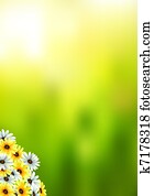 Spring and summer flowers Spring and summer flowers