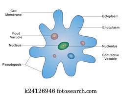 アメーバ イラスト K Fotosearch