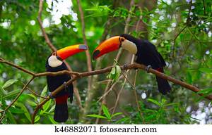 Colorful tucan