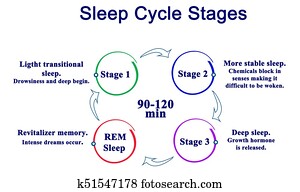 Sleep Cycle Stages Sleep Cycle Stages
