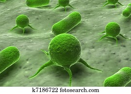 Virus and Bacteria Virus and Bacteria