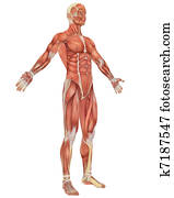 זכר, שרירי, אנטומיה, אנגלאד, השקפה של חזית