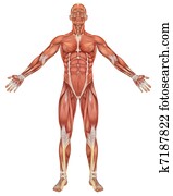 זכר, שרירי, אנטומיה, השקפה של חזית