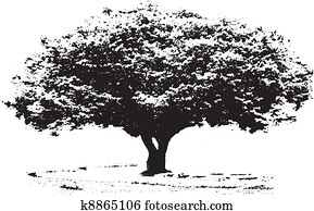 Big tree Big tree