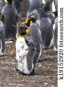 King Penguin Moulting