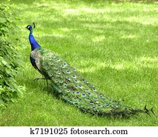 peacock peacock