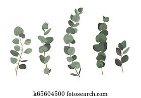 Set of eucalyptus branches isolated on white background. Set of eucalyptus branches isolated on white background.