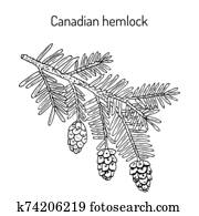 קנדי, hemlock, tsuga, canadensis, ,, צמח תרופתי