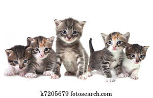 Cute Newborn Baby Kittens Easily Isolated on White Cute Newborn Baby Kittens Easily Isolated on White
