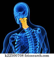 the cervical spine the cervical spine
