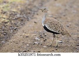 A red crested korhaan walking camouflaged among dry grasses