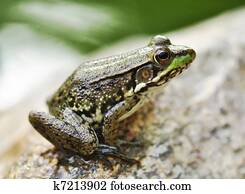 frog frog