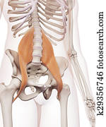 a, psoas, menor