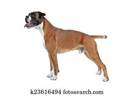Boxer dog in front of a white background Boxer dog in front of a white background