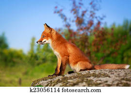 fox fox
