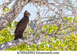 martial eagle (polemaetus bellicosus) sitting on tree
