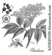 Sambucus, botanical vintage engraving Sambucus, botanical vintage engraving