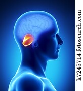 CEREBELLUM - human brain part