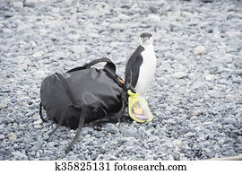 Chinstrap Penguin with bag