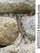 Common wall lizard sunbathing