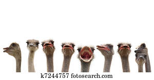 funny birds funny birds