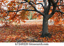Rot, bottle-brush, baum, (callistemon) Stock Fotografie | k9715385