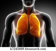 human, sistema respiratório, com, pulmões, e, bronchial, árvore