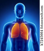 human, sistema respiratório, com, pulmões