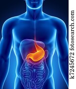 Male stomach - human digestive system Male stomach - human digestive system