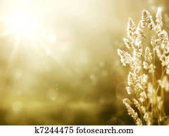 אומנות, קיץ, רקע., עלית שמש, ב, ה, אחו