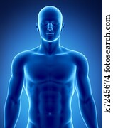 דמות זכרה, ב, אנטומי, שים