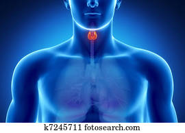 זכר, בלוטת תריס, אנטומיה