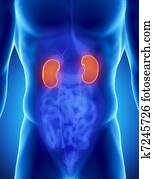 זכר, כלייה, אנטומיה