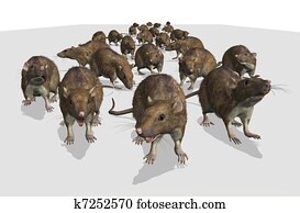 Army of Rats Army of Rats