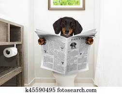 dog on toilet seat reading newspaper dog on toilet seat reading newspaper