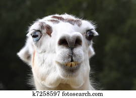 Llama Llama