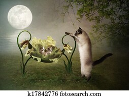Mama cat lulls kittens Mama cat lulls kittens