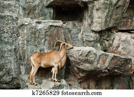 brown mountain goat 