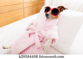 dog spa wellness dog spa wellness