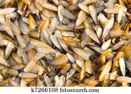 Group of insect termite Group of insect termite