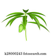 Mangifera Mangifera
