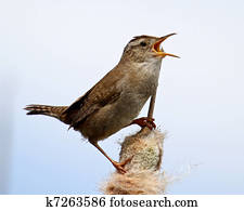 Marsh Wren Marsh Wren