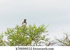 Martial Eagle